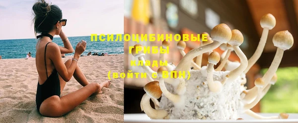 прущие грибы Абинск